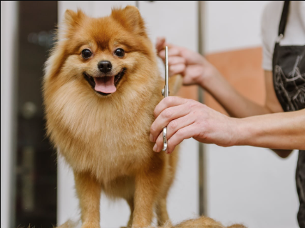 Seasonal Dog Haircuts: Why Your Pup Needs Different Styles Year-Round